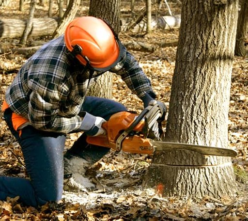 Tree Removal in Bridgman, MI